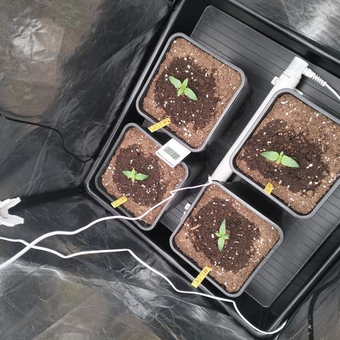 Sweety GZK #3 growlog timeline photo