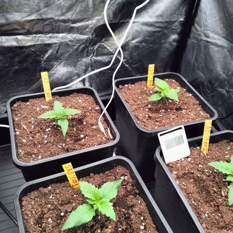 Sweety GZK #3 growlog timeline photo