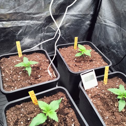 Sweety GZK #3 growlog timeline photo