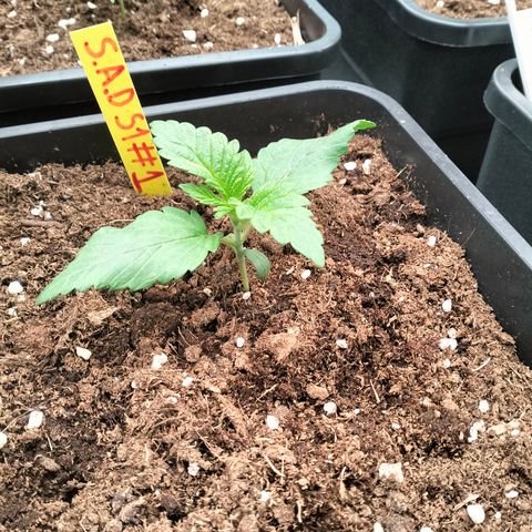 Sweety GZK #3 growlog timeline photo