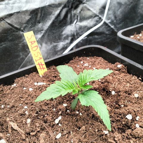 Sweety GZK #3 growlog timeline photo