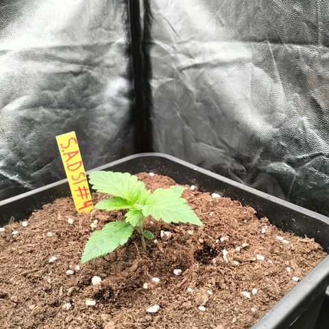 Sweety GZK #3 growlog timeline photo