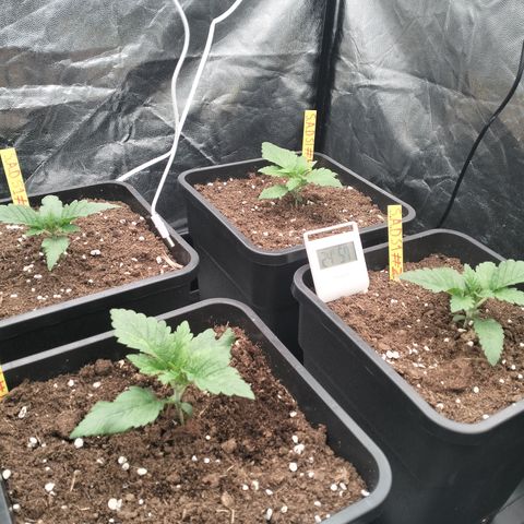 Sweety GZK #3 growlog timeline photo