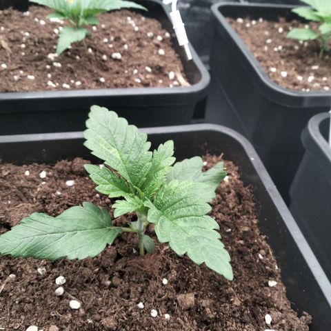 Sweety GZK #1 growlog timeline photo