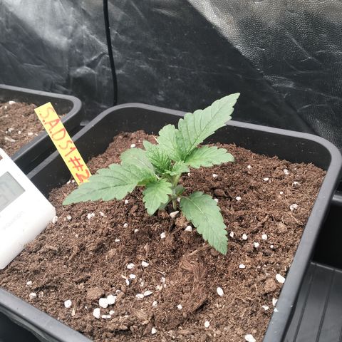 Sweety GZK #2 growlog timeline photo