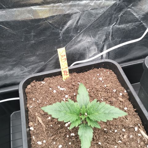 Sweety GZK #3 growlog timeline photo