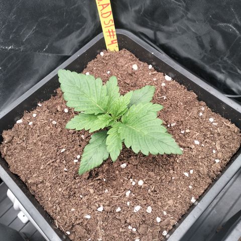 Sweety GZK #4 growlog timeline photo