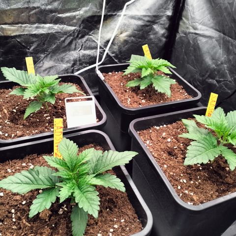 Sweety GZK #3 growlog timeline photo