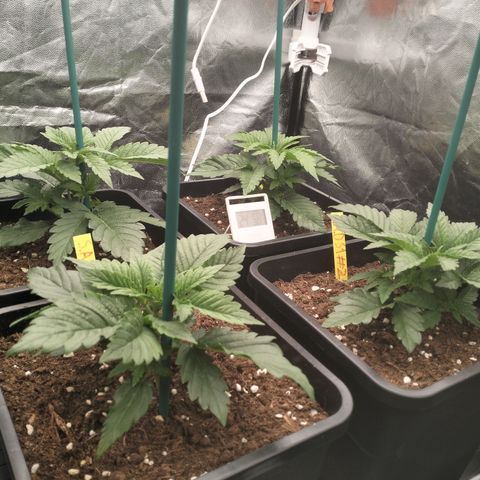 Sweety GZK #3 growlog timeline photo