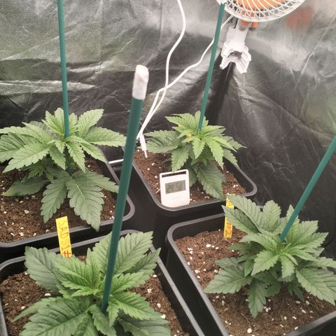 Sweety GZK #3 growlog timeline photo