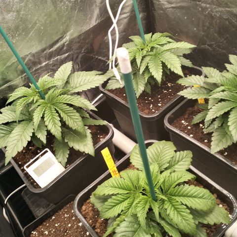 Sweety GZK #3 growlog timeline photo