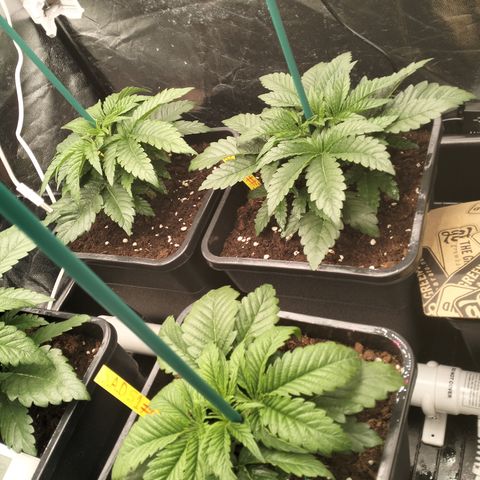 Sweety GZK #3 growlog timeline photo