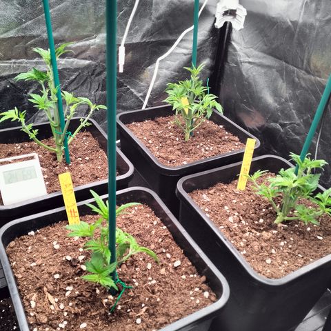 Sweety GZK #3 growlog timeline photo