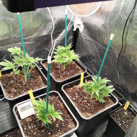 Sweety GZK #3 growlog timeline photo