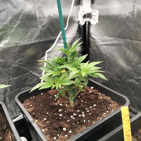 Sweety GZK #3 growlog timeline photo