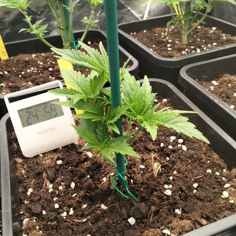 Sweety GZK #3 growlog timeline photo