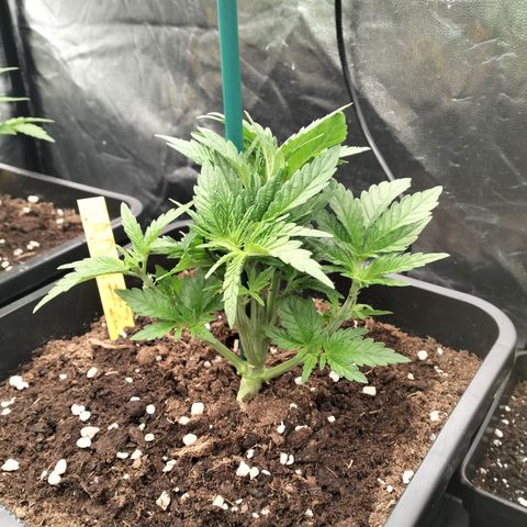 Sweety GZK #2 growlog timeline photo