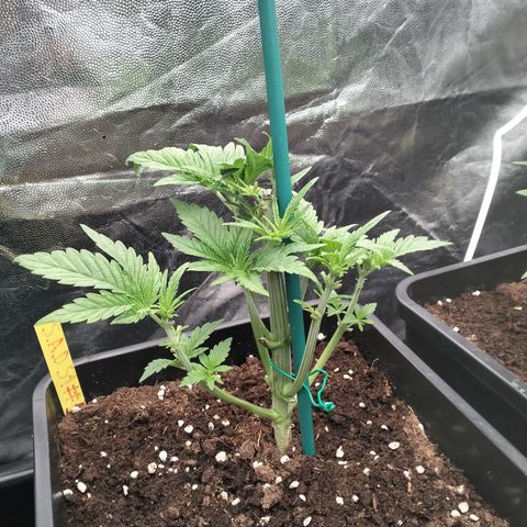 Sweety GZK #1 growlog timeline photo