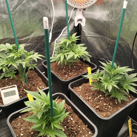 Sweety GZK #3 growlog timeline photo