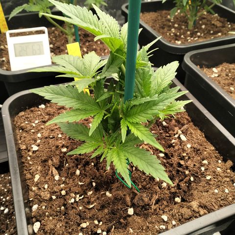 Sweety GZK #3 growlog timeline photo