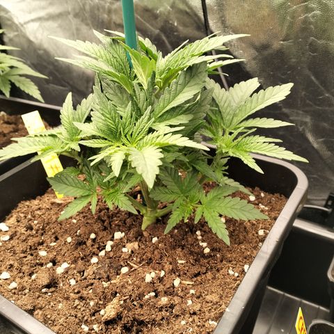 Sweety GZK #2 growlog timeline photo