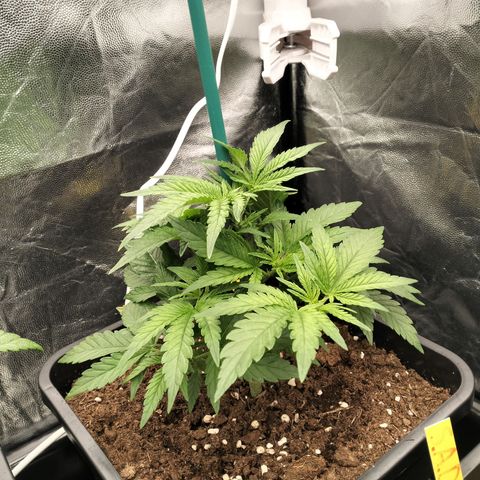 Sweety GZK #4 growlog timeline photo