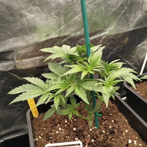 Sweety GZK #1 growlog timeline photo
