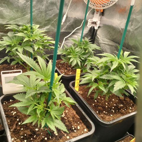 Sweety GZK #3 growlog timeline photo