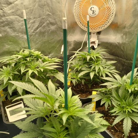 Sweety GZK #3 growlog timeline photo