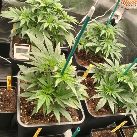 Sweety GZK #3 growlog timeline photo