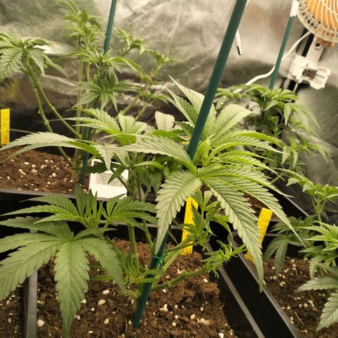 Sweety GZK #3 growlog timeline photo
