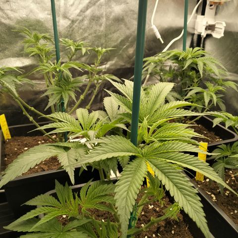 Sweety GZK #3 growlog timeline photo