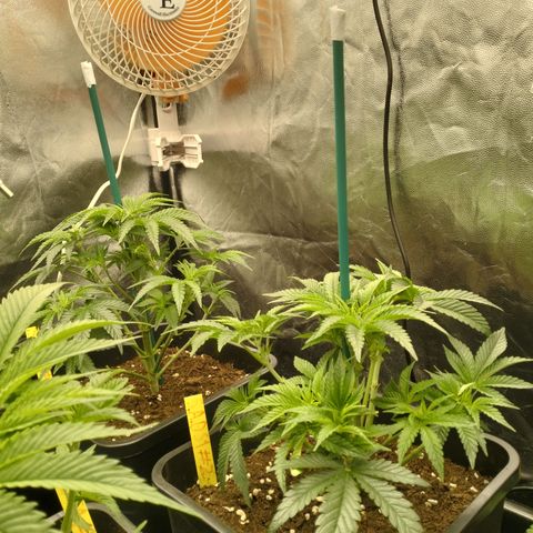 Sweety GZK #3 growlog timeline photo