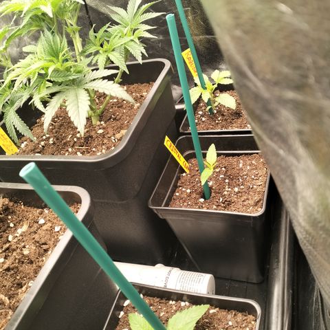Sweety GZK #3 growlog timeline photo