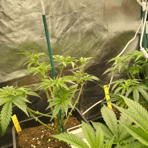 Sweety GZK #3 growlog timeline photo