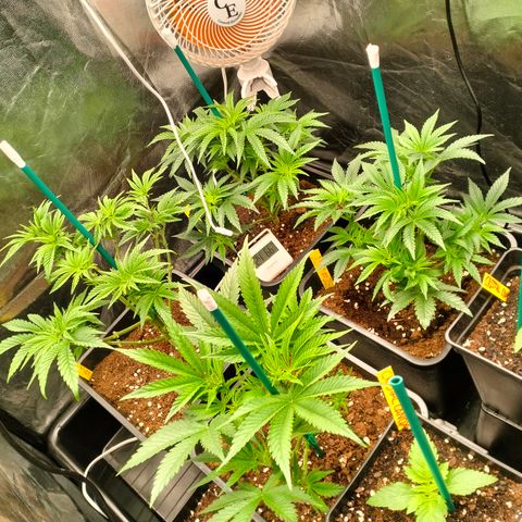 Sweety GZK #3 growlog timeline photo