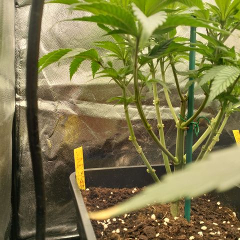 Sweety GZK #1 growlog timeline photo