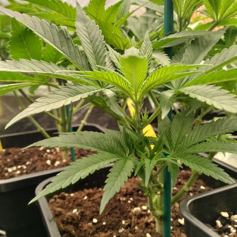 Sweety GZK #3 growlog timeline photo
