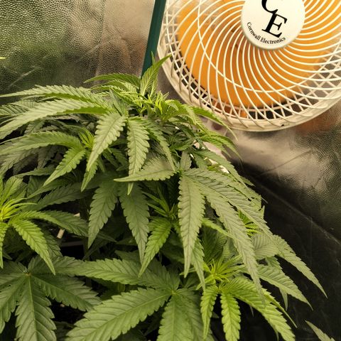 Sweety GZK #4 growlog timeline photo