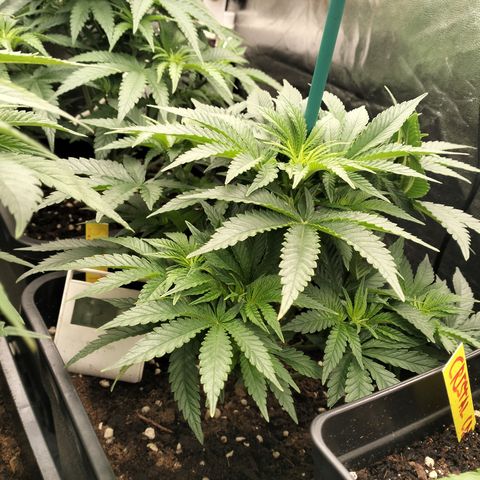 Sweety GZK #2 growlog timeline photo