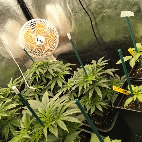 Sweety GZK #3 growlog timeline photo