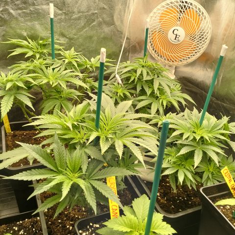 Sweety GZK #3 growlog timeline photo