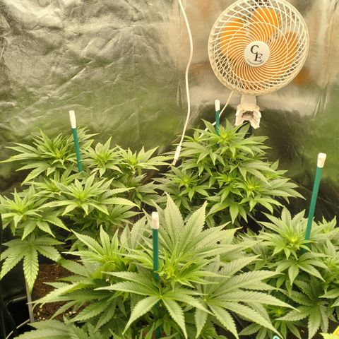 Sweety GZK #3 growlog timeline photo