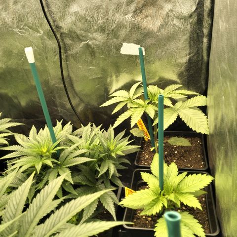 Sweety GZK #3 growlog timeline photo