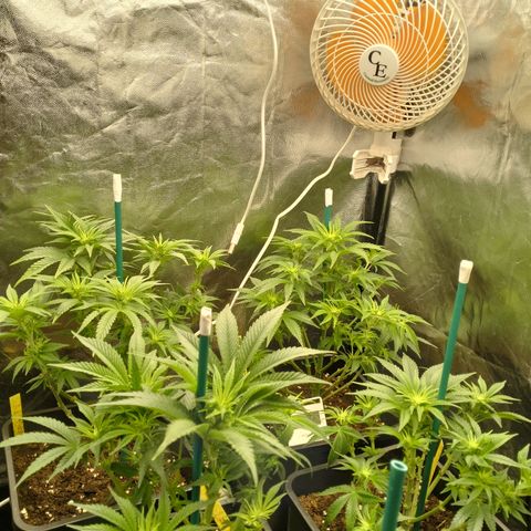 Sweety GZK #3 growlog timeline photo