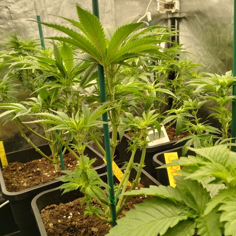 Sweety GZK #3 growlog timeline photo