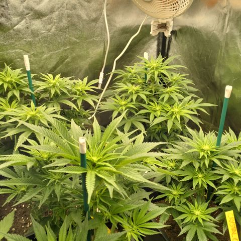 Sweety GZK #3 growlog timeline photo