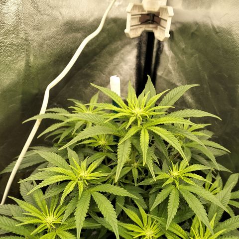 Sweety GZK #4 growlog timeline photo