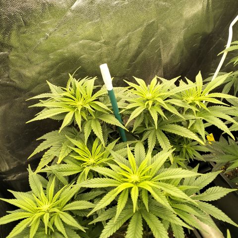Sweety GZK #1 growlog timeline photo
