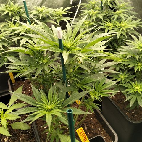 Sweety GZK #3 growlog timeline photo